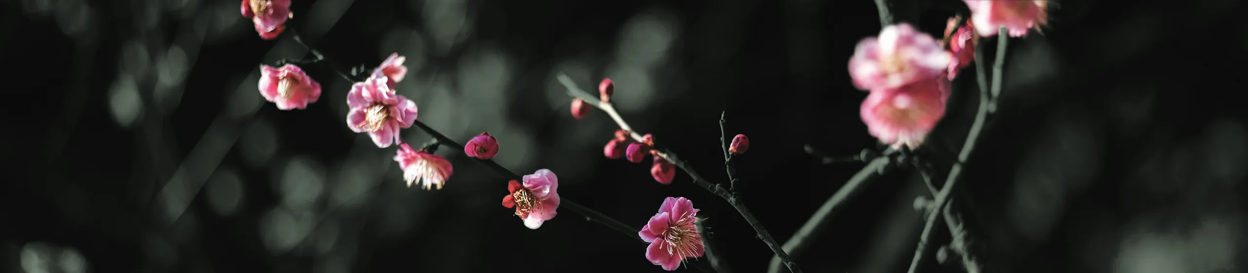 美しく咲く梅の花